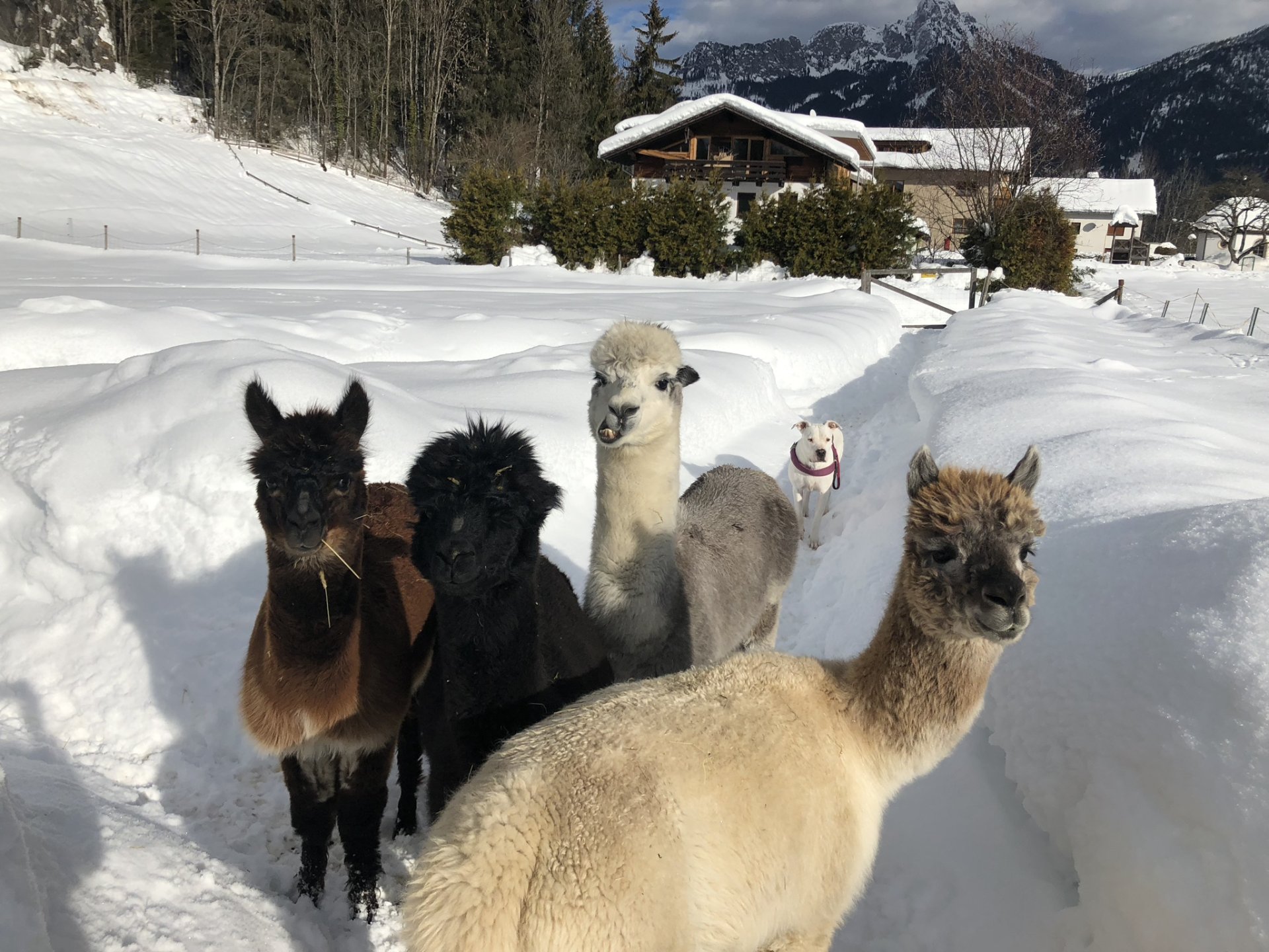 Alpaka Lamaspaziergang in der Naturparkregion Reutte